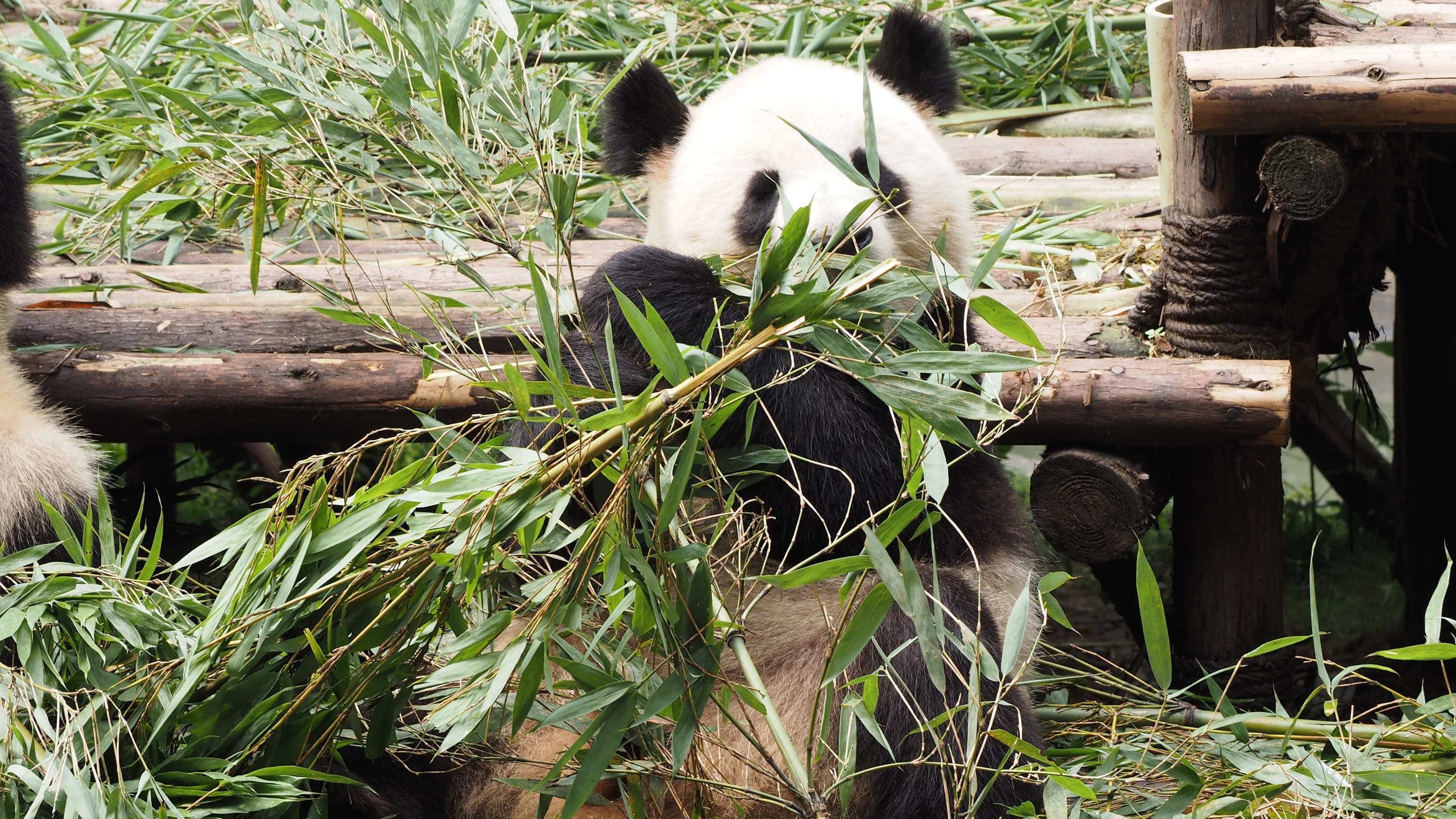 Chengdu